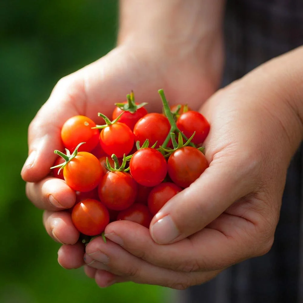 Domates cherry